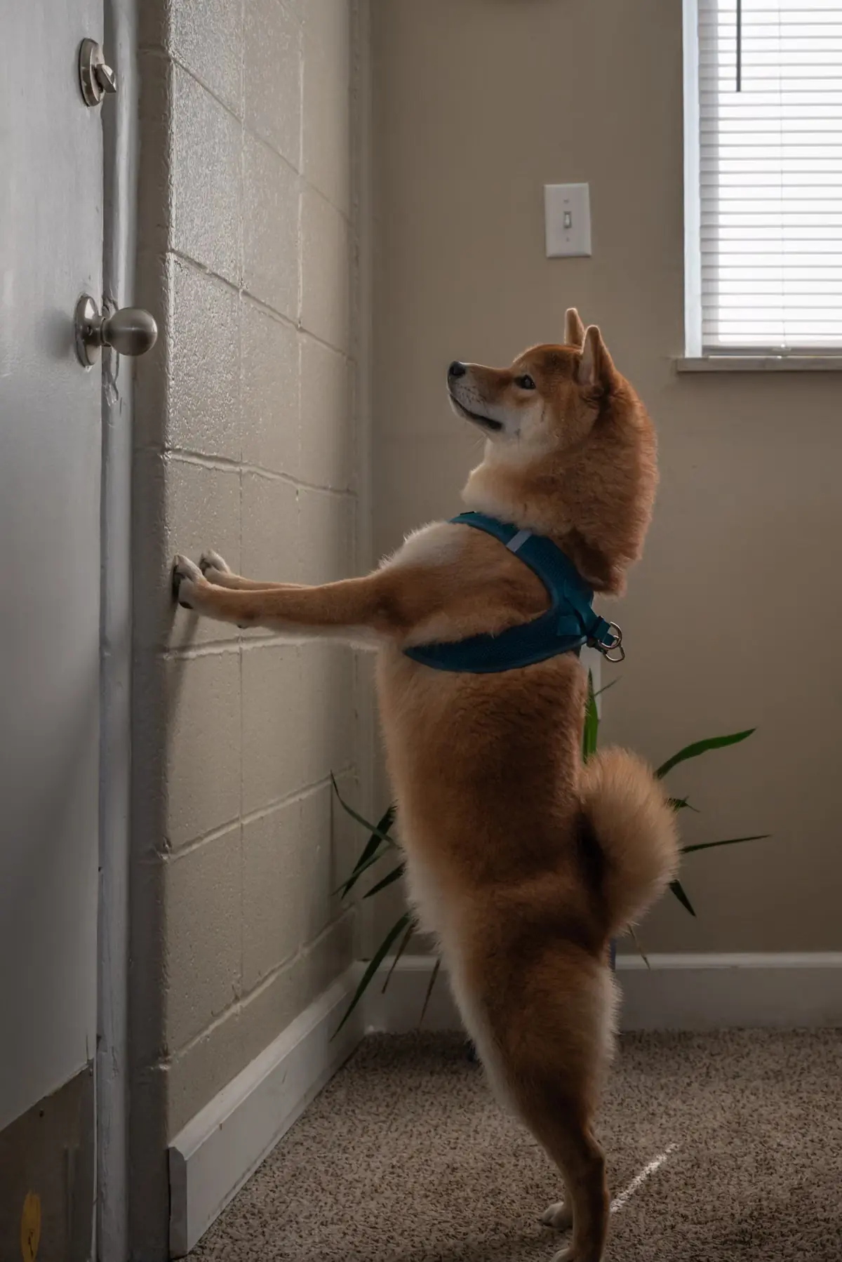 Chien qui attend derrière la porte, à la maison