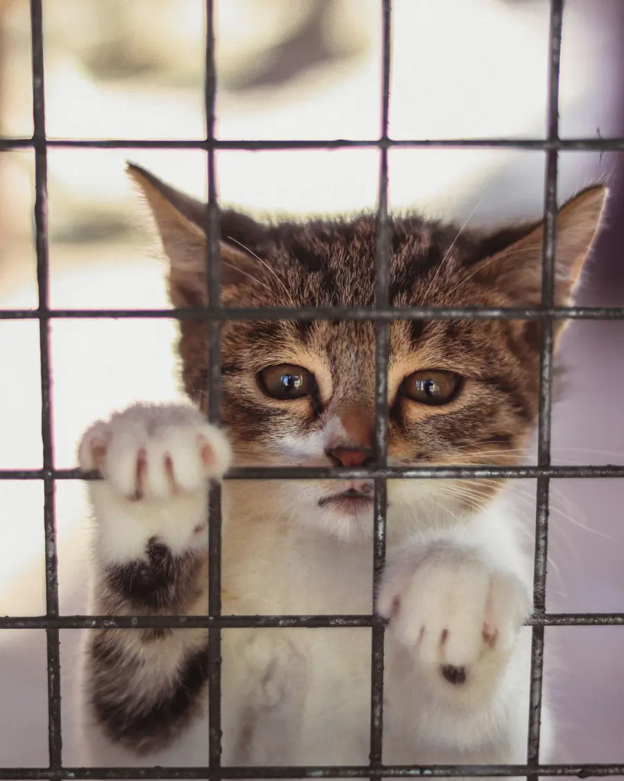 Chaton d'un refuge derrière un grillage